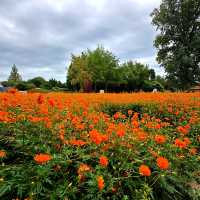 Flower show at Beijing BeiHai Park 
