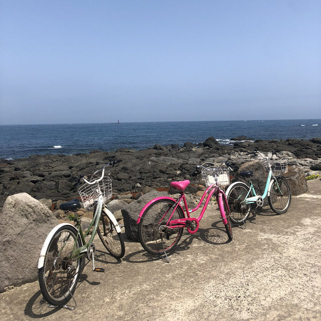 자전거 타고 청보리밭 경치 한바퀴🌾 가파도 여행