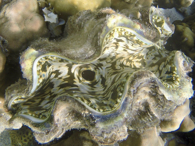 Lusong Coral Garden is known for its vibrant marine life and breathtaking coral formations!