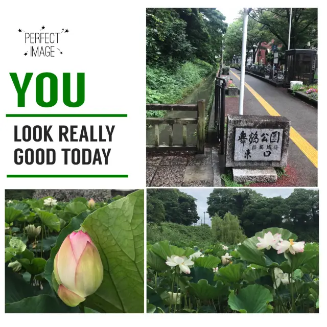 夏日蓮花🪷盛放：舞鶴公園