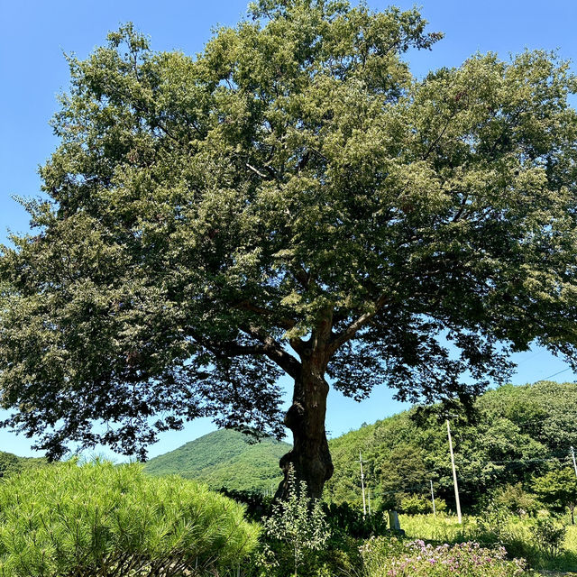 넓은 정원과 느티나무가 있는 로스터리 카페💚