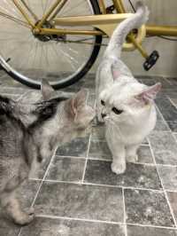 🐈🎶중구 명동 사랑과 빛이 가득한 고양이 카페, 루프캣미