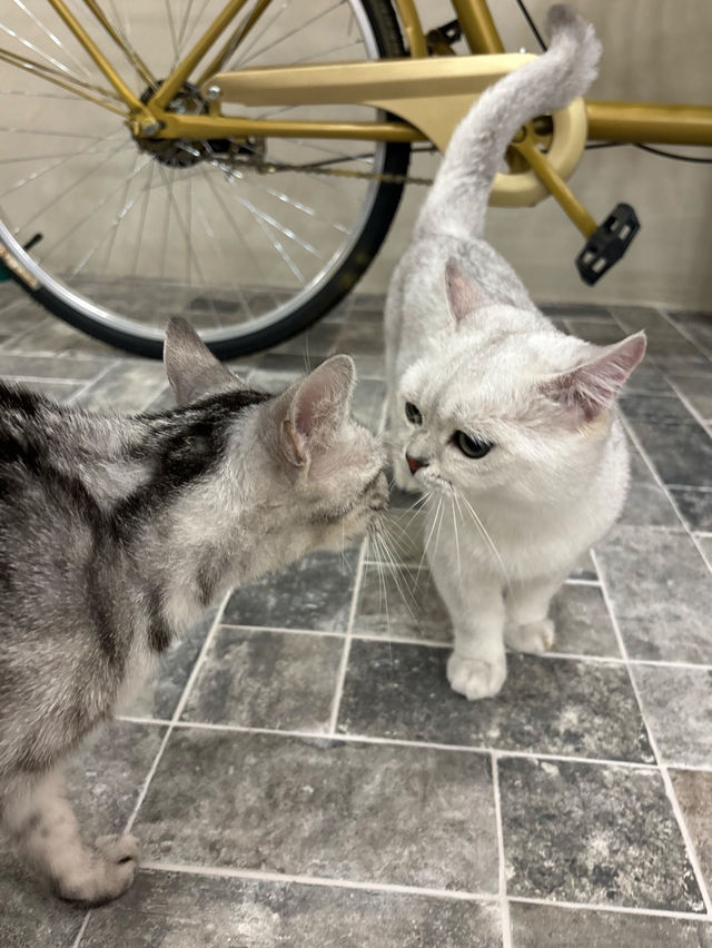 🐈🎶중구 명동 사랑과 빛이 가득한 고양이 카페, 루프캣미