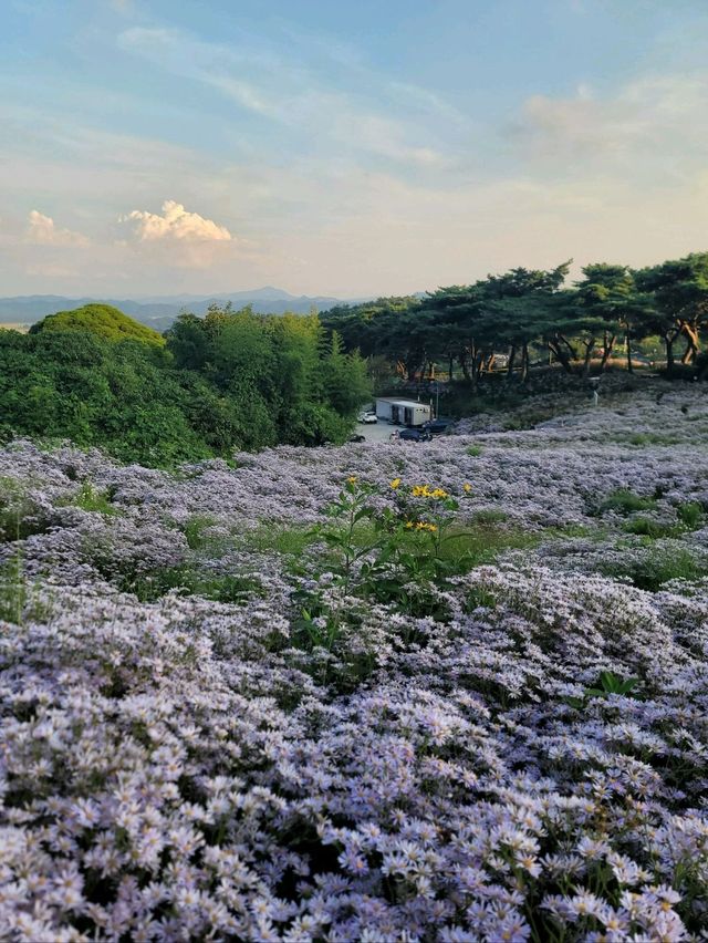 지금 문경에서 만날수있는 보라천국💜