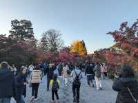 <京都 永觀堂>  🇯🇵楓葉女王的聖殿