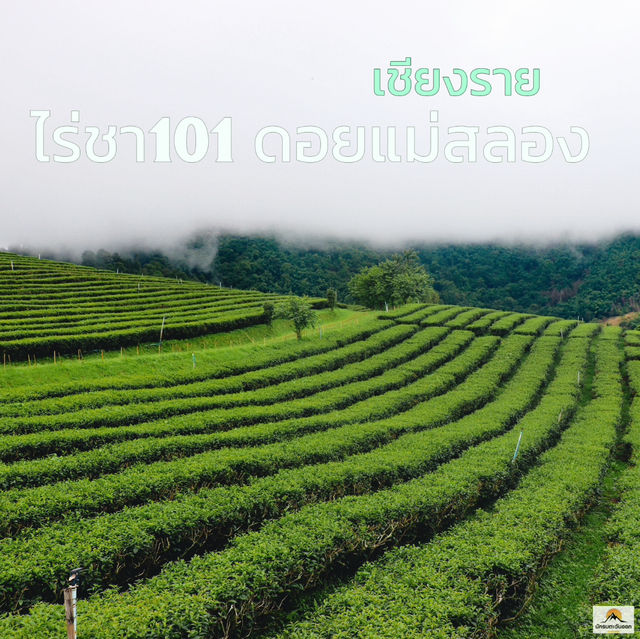 ไร่ชา101 ดอยแม่สลอง   จ.เชียงราย