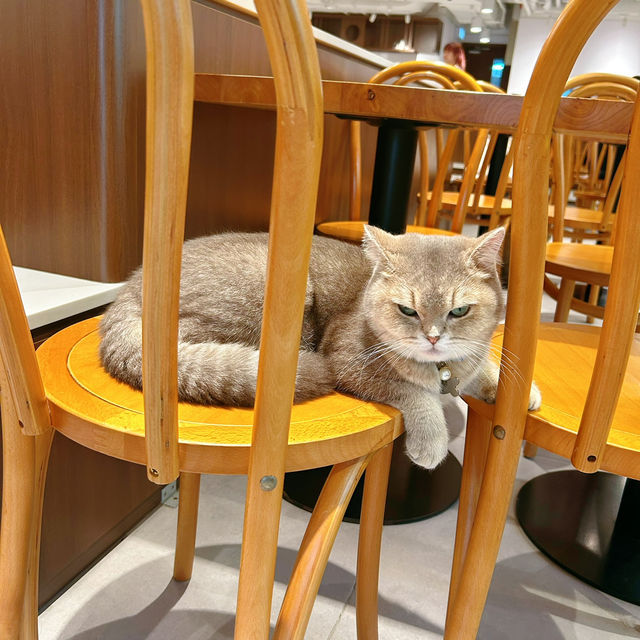 必去貓咪Cafe🥰 