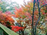 【星のブランコ:大阪府交野市】大迫力の吊り橋で紅葉を楽しむ🍁