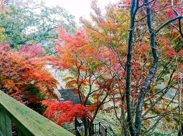 【星のブランコ:大阪府交野市】大迫力の吊り橋で紅葉を楽しむ🍁