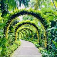 A Floral Paradise in National Orchid Garden 🇸🇬