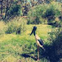 Caversham Wildlife Park in Perth is a must-visit for animal lovers 