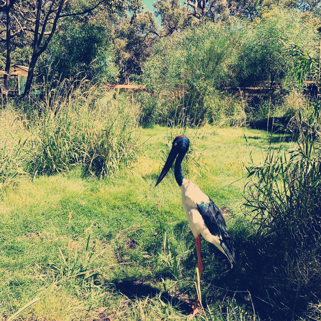 Caversham Wildlife Park in Perth is a must-visit for animal lovers 