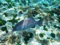 ดำน้ำดูปะการังและฝูงปลาที่เกาะสิมิลัน🐠🌊