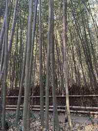 Morning Magic in Arashiyama: Bamboo Trails, River Serenity, and the Perfect Coffee Break