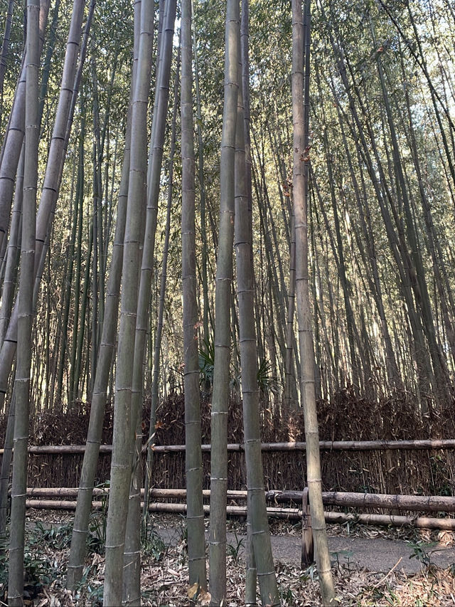 Morning Magic in Arashiyama: Bamboo Trails, River Serenity, and the Perfect Coffee Break