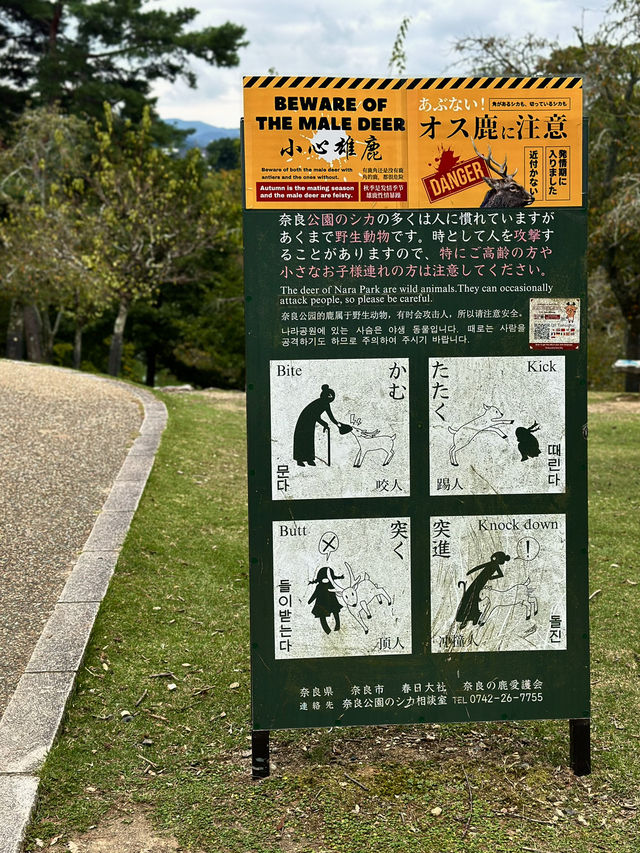 Family Fun at Nara Park, Japan! 🦌🌿