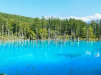 【北海道】神秘的なミルキーブルーの絶景✨白金青い池