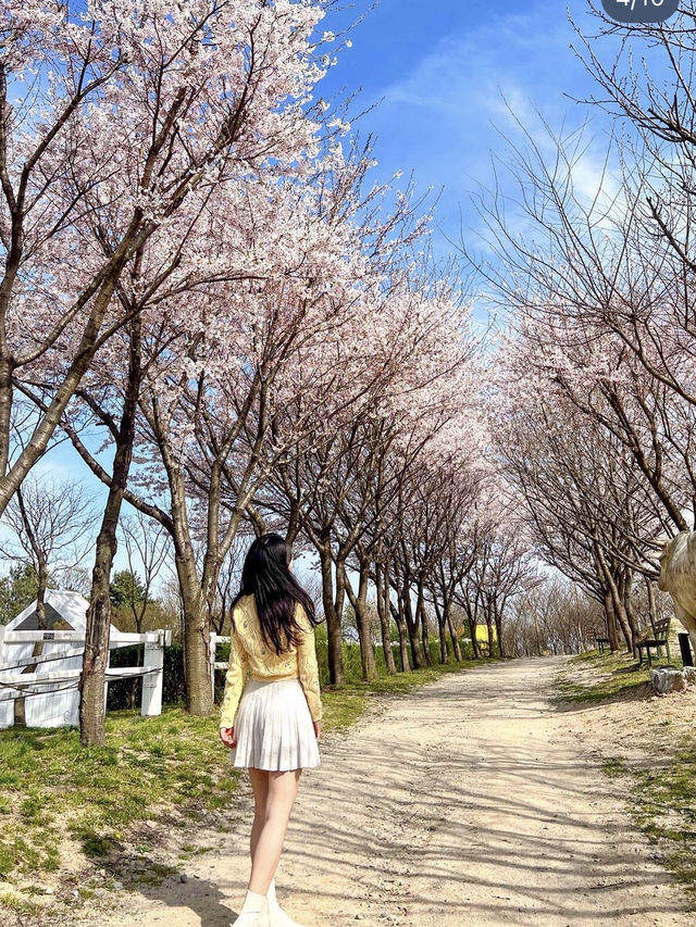 찐분홍, 연분홍 벚꽃맛집🌸