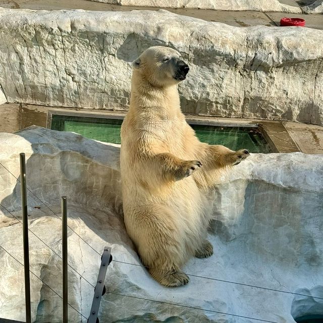 東京景點｜日本最古老的親子動物園—恩賜上野動物園