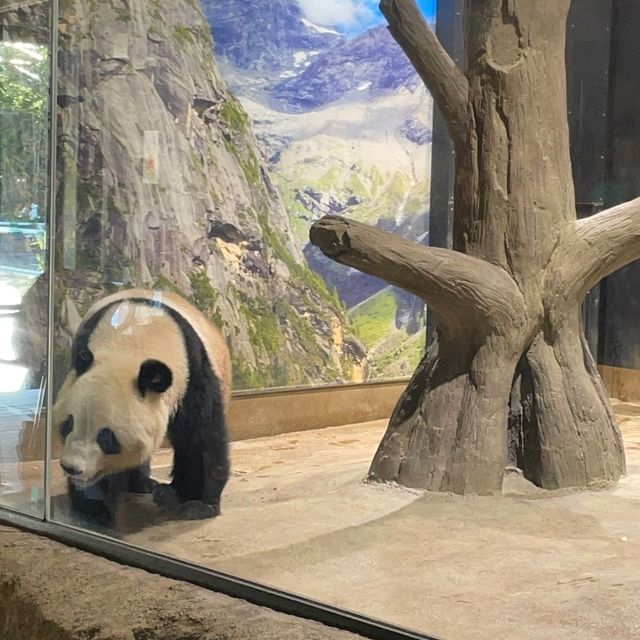 東京景點｜日本最古老的親子動物園—恩賜上野動物園