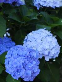 名古屋打卡聖地：形原溫泉紫陽花祭 