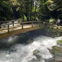 🇯🇵日本・山口/秋芳洞