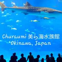 Churaumi Auquarium แห่งโอกินาวะ ยิ่งใหญ่สวยงาม