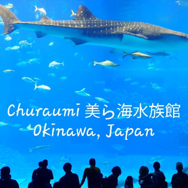Churaumi Auquarium แห่งโอกินาวะ ยิ่งใหญ่สวยงาม