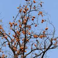Prayers, Peace, and History: Discovering Yonghe Gong