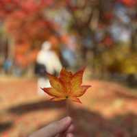 A Beautiful Escape: Nami Island Review