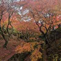 🇯🇵京都「東福寺」市區楓葉🍁頂流，楓葉之王威名當之無愧！