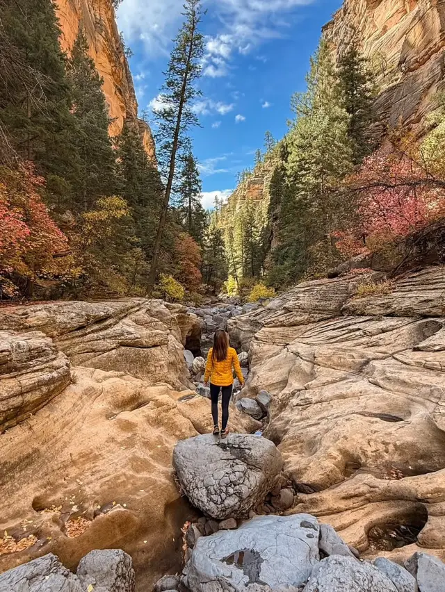 在亞利桑那州的森林中遠足：一個綠意盎然的逃避。