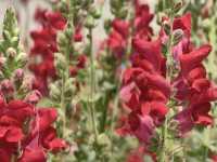 Blossom into Beauty at Northern Blossom Flower Farms