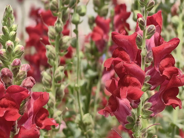 Blossom into Beauty at Northern Blossom Flower Farms