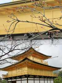 Golden Radiance in the Rain: Kinkaku-ji’s Timeless Beauty