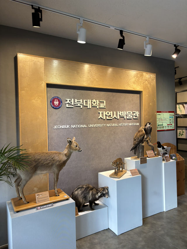 다양한 암석표본이 있는 전북대 자연사박물관😆