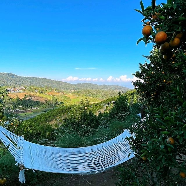 วิวดี ผลไม้หวาน ถ่ายรูปฟิน ที่จินจู 🍊🍊🍊