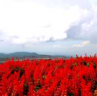 ถ่ายรูปสวย ที่ยิ่งยงสวนดอกไม้ จ.เชียงใหม่