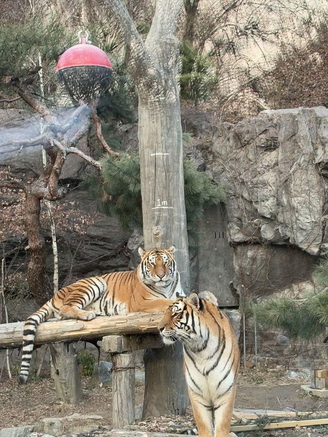 🎢🐼 A Magical Day at Everland: Pandas, Safaris, and More! 🌟