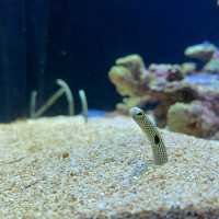 小而美的水族館