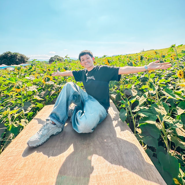ทุ่งทานตะวัน ไร่มณีศร เขาใหญ่