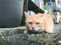 瑞芳猴硐貓村🐱台灣最可愛的貓貓都在這裡了吧！