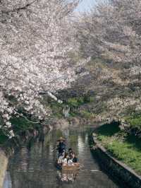 川越・新河岸川🌸桜並木の絶景散歩