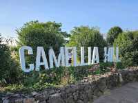 Camellia Hill