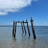 Phillip Island, located just off the coast 