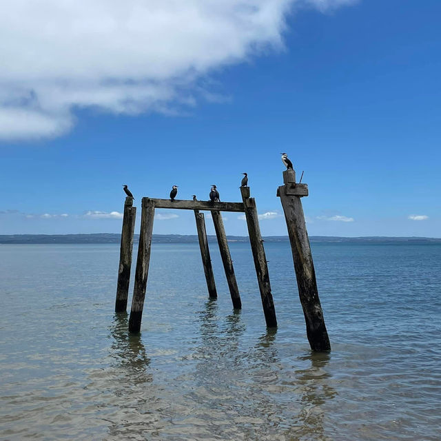 Phillip Island, located just off the coast 