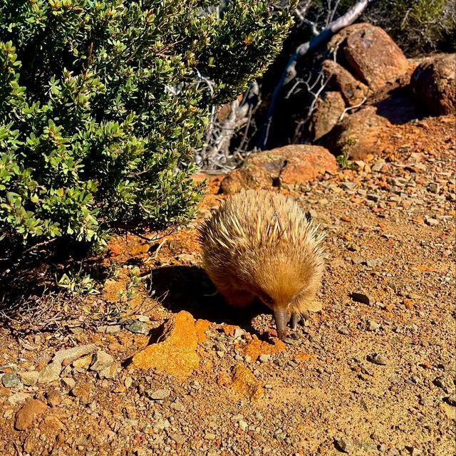 Cape Raoul - Tasmania's Tasman Peninsula 