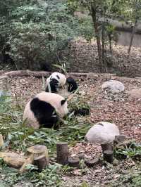 A full day Panda watching? I couldn’t believe my eyes! 