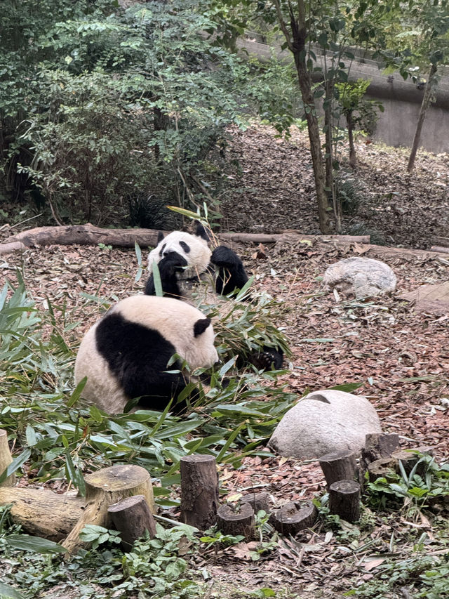 A full day Panda watching? I couldn’t believe my eyes! 