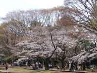 A Serene Escape and Beauty of Yoyogi Park**